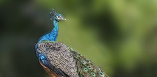 Павлин Павлин