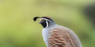 Перепел Перепел