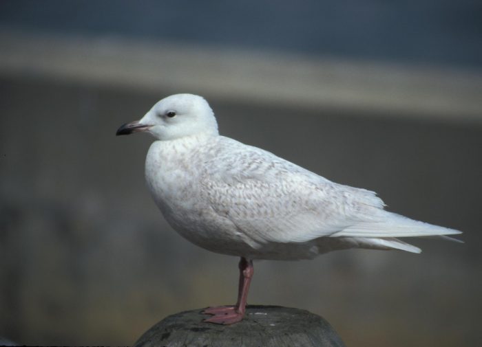 Полярная или исландская чайка (Larus glaucoides) фото