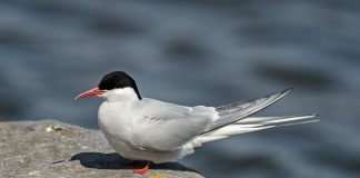 Полярная крачка Полярная крачка фото