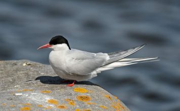 Полярная крачка