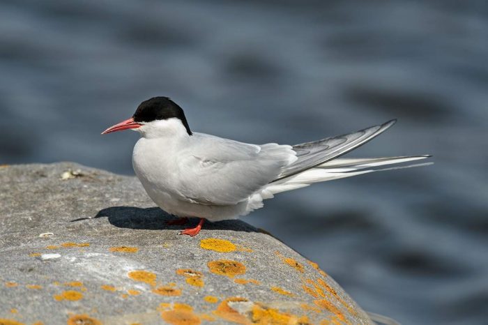 Полярная крачка Полярная крачка фото
