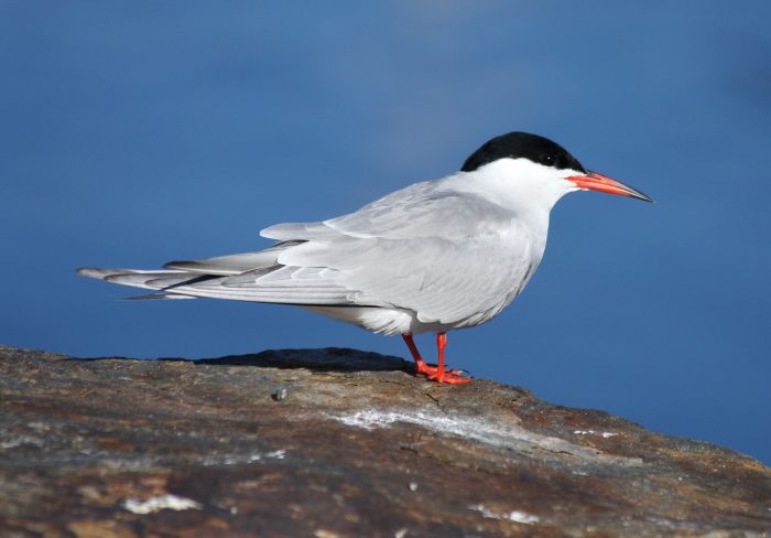 Речная крачка (Sterna hirundo) фото