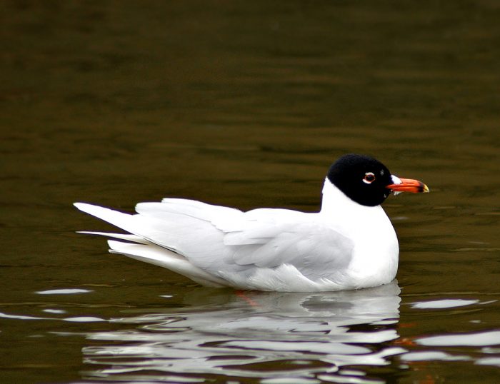 Реликтовая чайка (Ichthyaetus relictus) фото