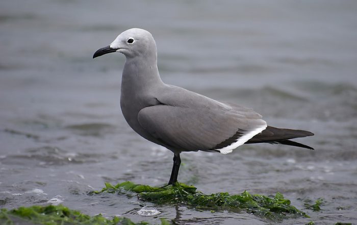 Серая чайка (Leucophaeus modestus) фото