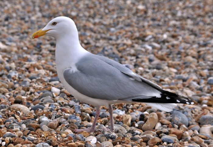 Серебристая чайка (Larus argentatus) фото