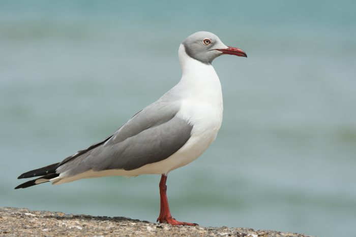 Сероголовая чайка (Larus cirrocephalus) фото