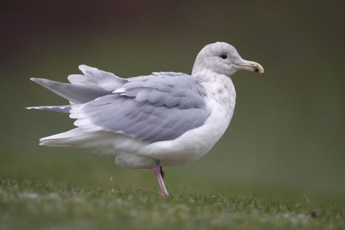 Серокрылая чайка (Larus glaucescens) фото