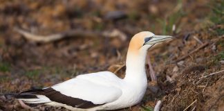 Северная олуша Северная олуша