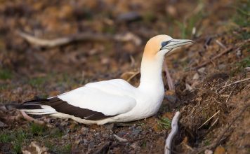 Северная олуша