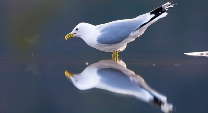 Сизая чайка (Larus canus) фото