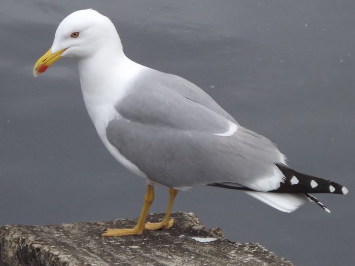 Средиземноморская чайка (Larus michahellis) фото