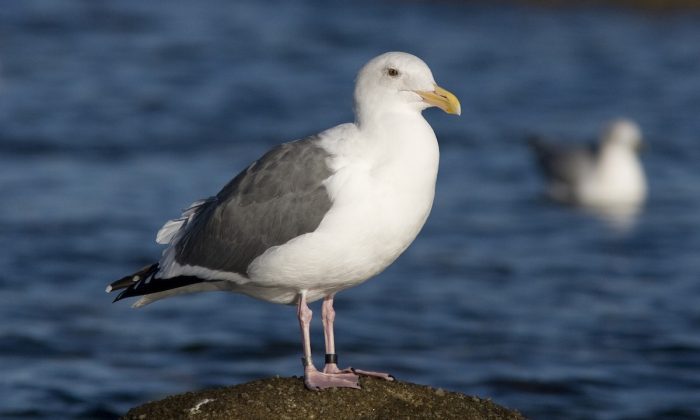 Западная чайка (Larus occidentalis) фото