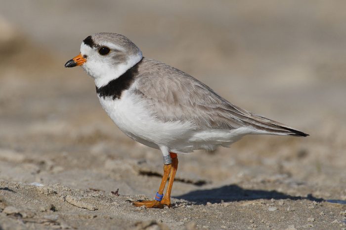 Желтоногий зуёк (Charadrius melodus) фото