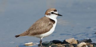 Зуек Зуек фото