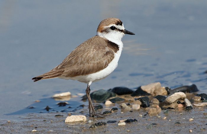 Зуек Зуек фото