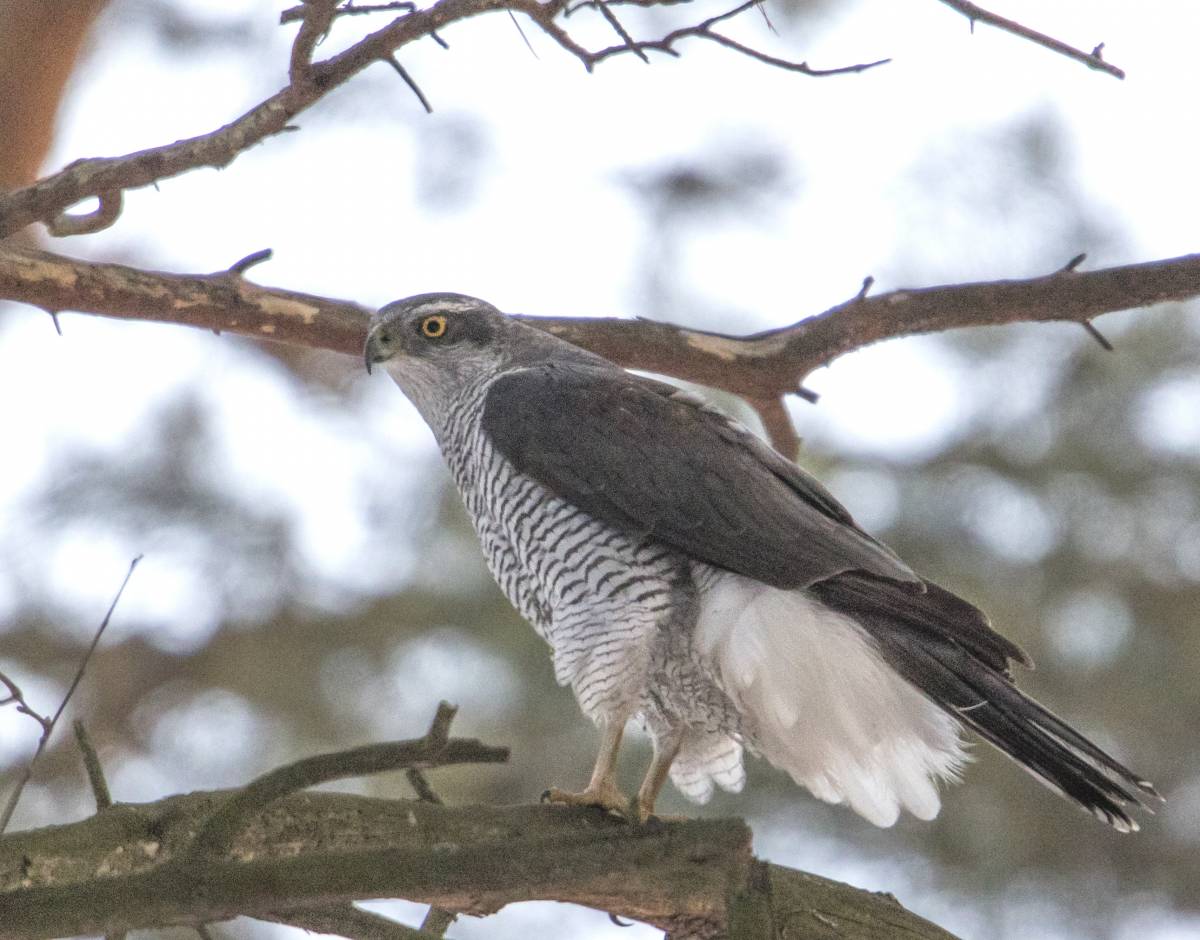 Accipiter gentilis buteoides