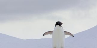 Пингвин Пингвин