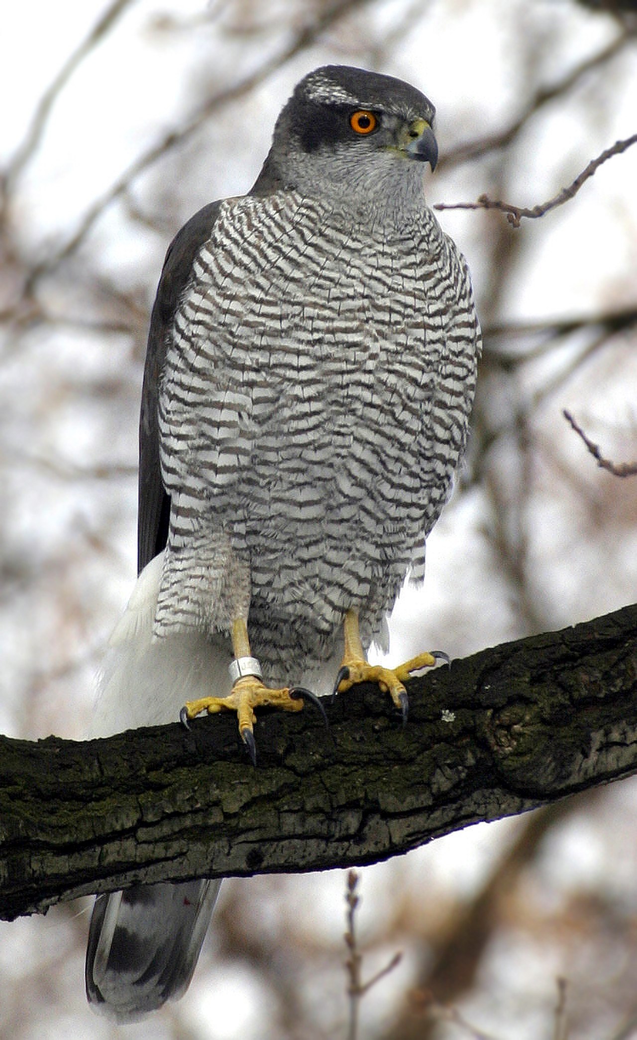 Accipiter gentilis albidus