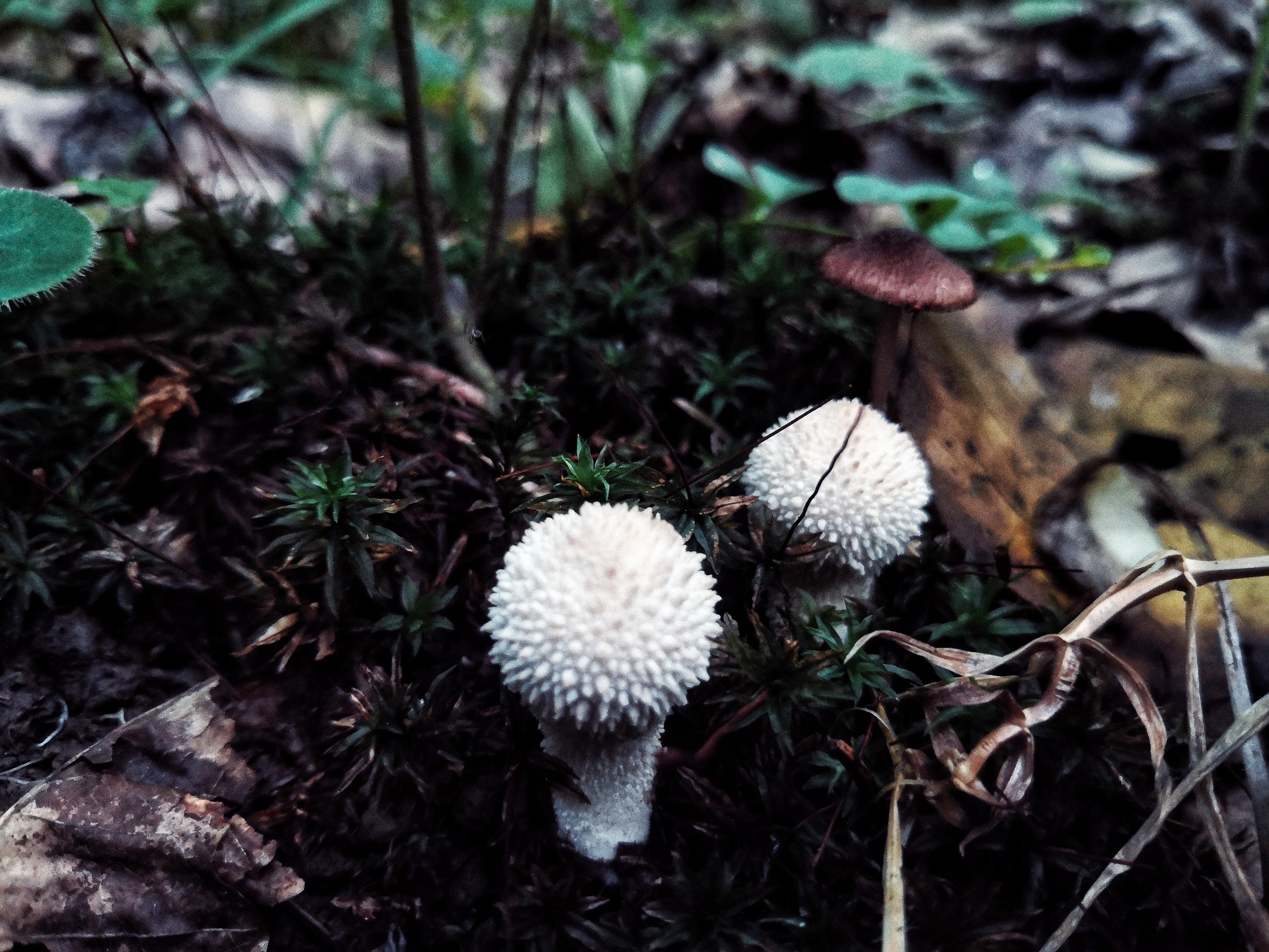 Дождевик шиповатый, или дождевик жемчужный (Lycoperdon perlatum)