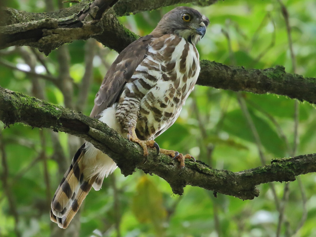 Accipiter trivirgatus