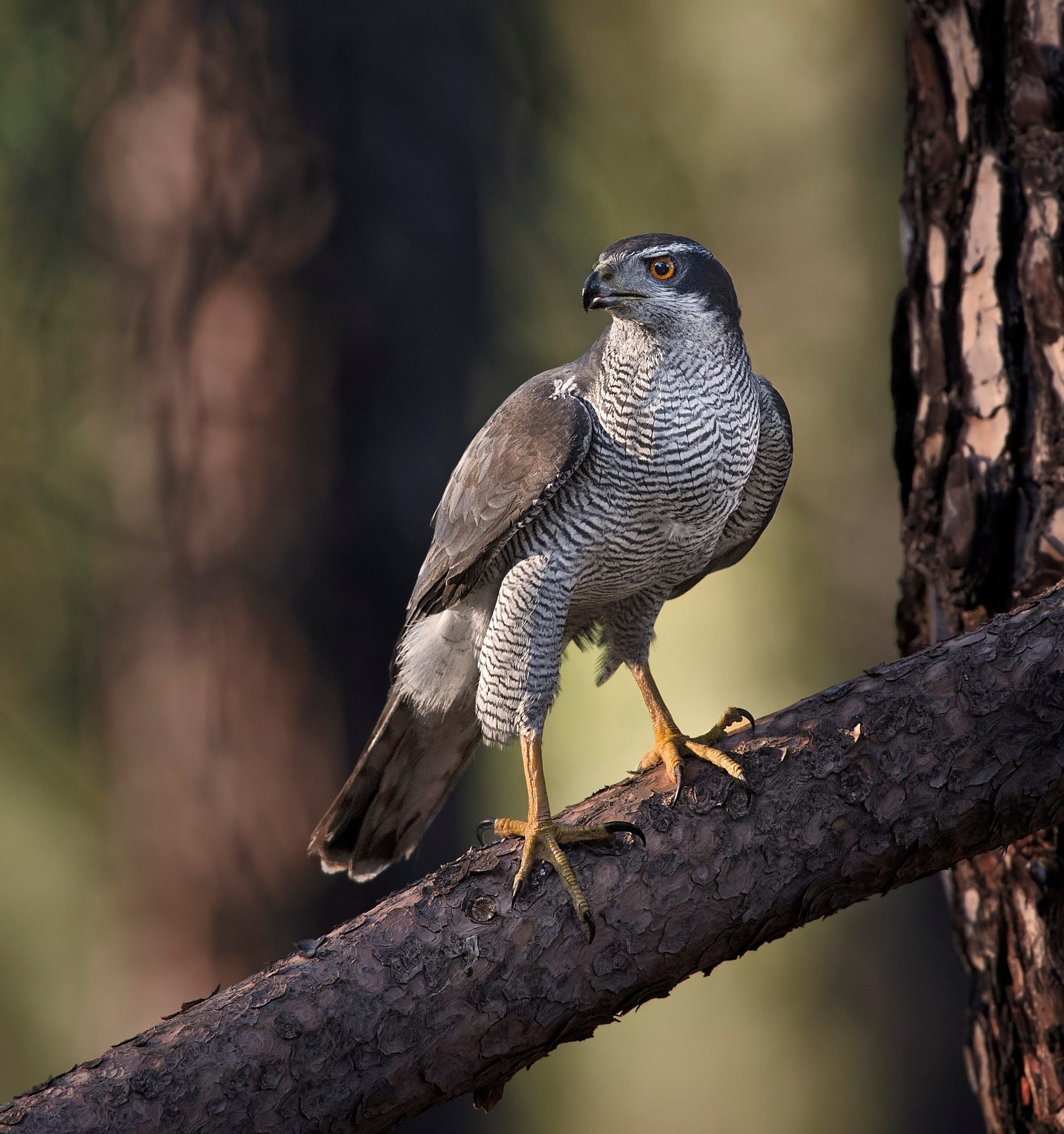 Accipiter gentilis