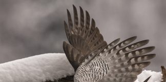 Ястреб-тетеревятник ястреб тетеревятник