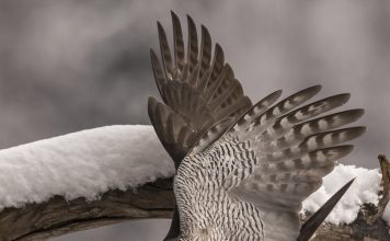 Ястреб-тетеревятник