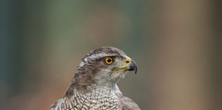 Ястреб ястреб фото