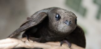 Стриж стриж птица фото