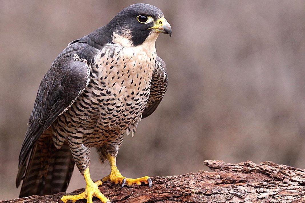 Falco Peregrinus falco-peregrinus