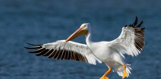 Пеликан пеликан фото