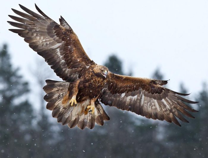 Беркут Aquila chrysaetos chrysaetos фото