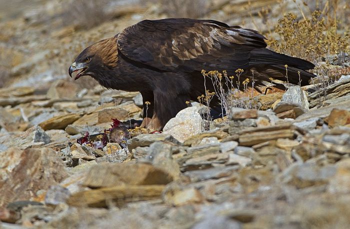 Беркут Aquila chrysaetos daphanea Severtsov фото