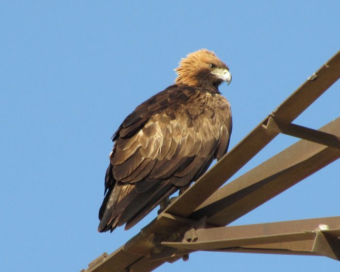 Беркут Aquila chrysaetos homeyeri Severtsov фото