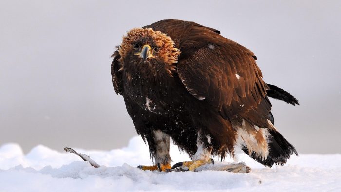 Беркут Aquila chrysaetos kamtschatica Severtsov фото