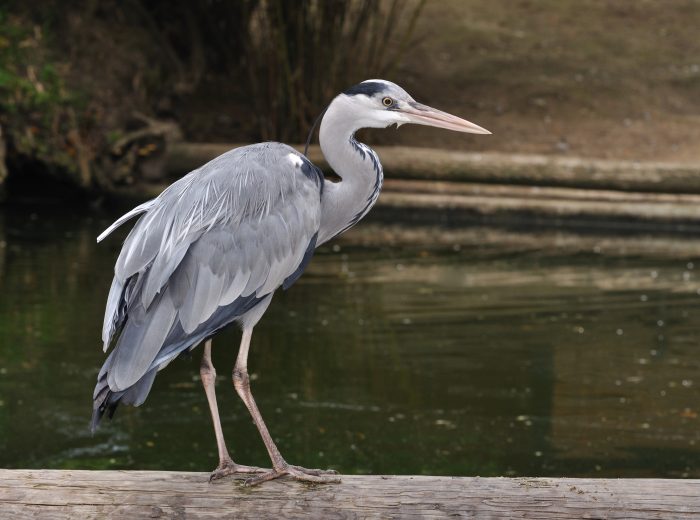 Ardea cinerea cinerea фото