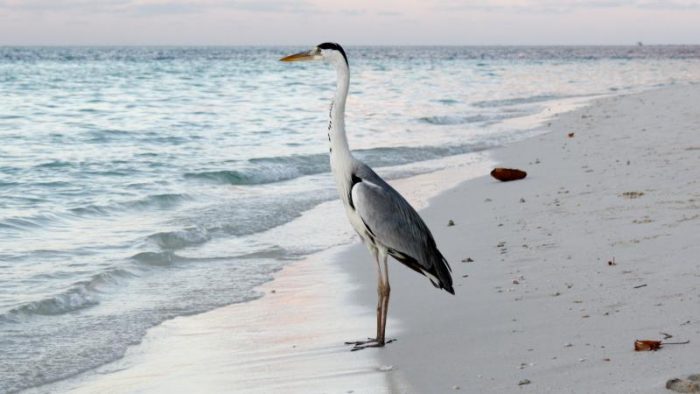 Ardea cinerea firasa фото