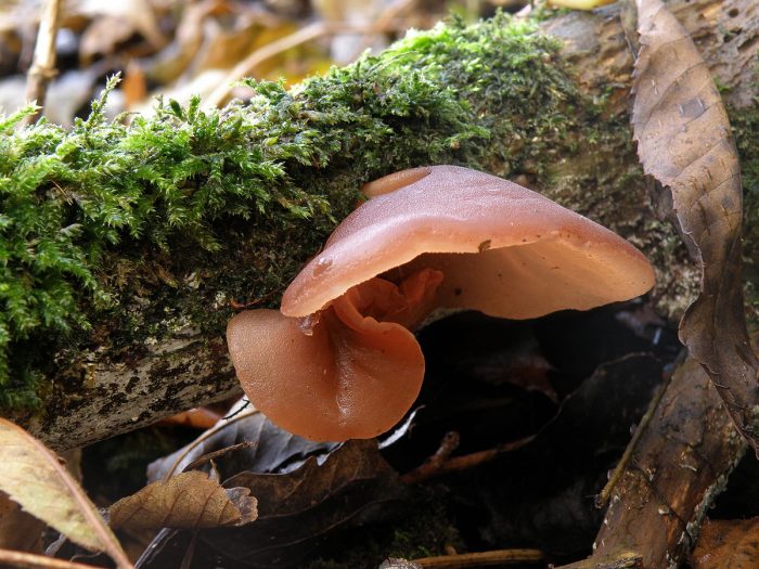 Аурикулярия уховидная («Иудино ухо») (Auricularia auricula-judae) фото