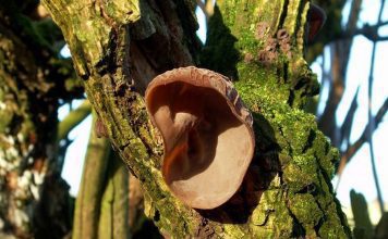 Аурикулярия