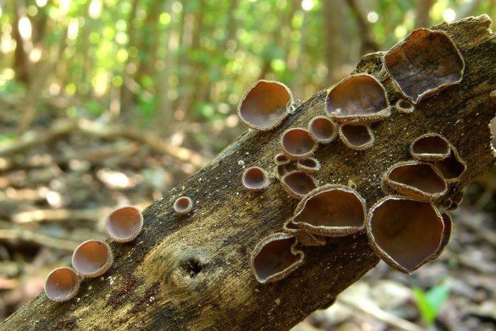 Аурикулярия густоволосистая (Auriculria poltricha) фото