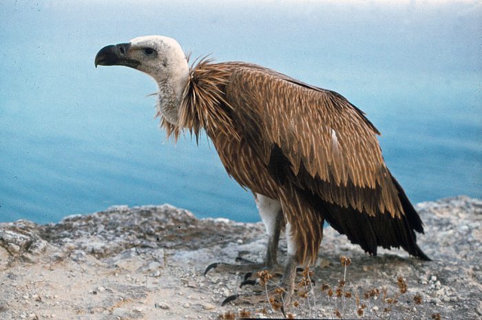 Белоголовый сип (Gyps fulvus) фото