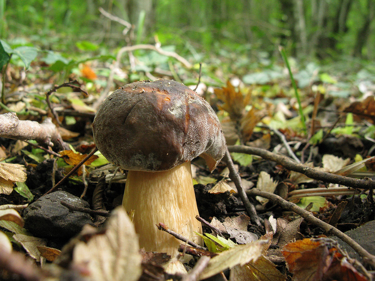 Boletus aereus