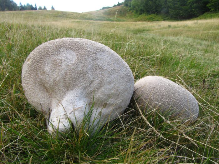 Головач мешковатый (Calvatia utriformis) фото