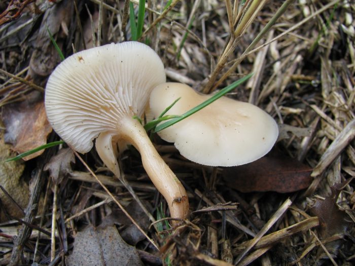 Говорушка белёсая, или беловатая (Clitocybe candicans) фото