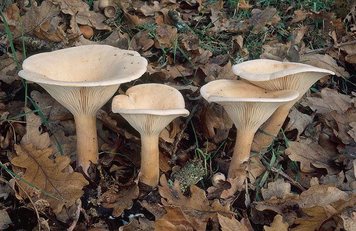 Говорушка подогнутая (Clitocybe geotropa) фото