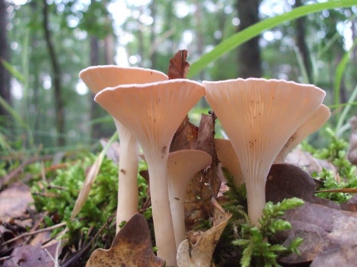 Говорушка ворончатая (Clitocybe gibba) фото