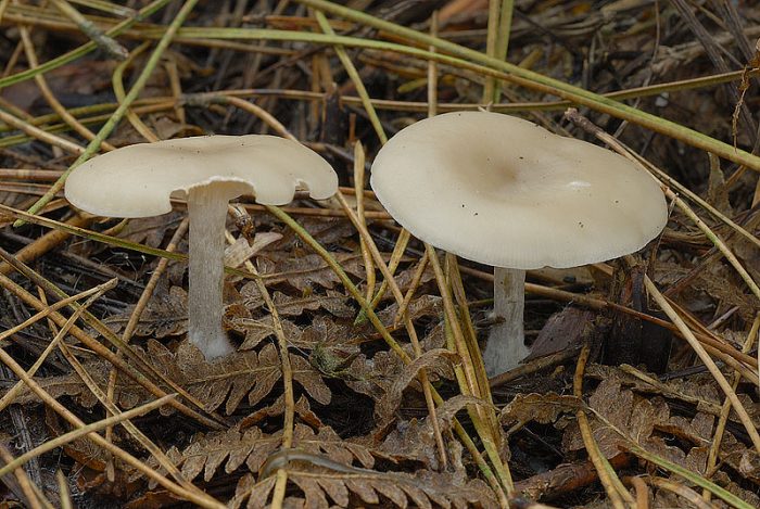 Говорушка бледноокрашенная (Clitocybe metachroa) фото