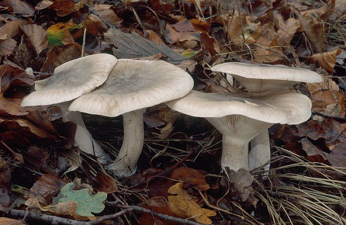 Говорушка дымчатая (Clitocybe nebularis) фото