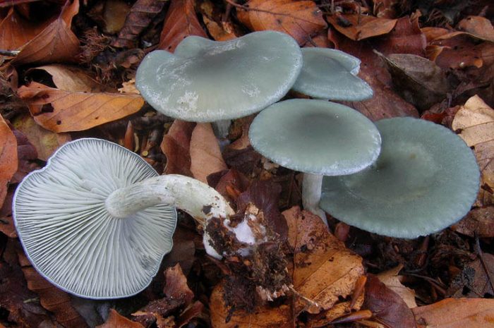 Говорушка пахучая (Clitocybe odora) фото